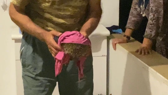 Yolunu kaybedip eve giren kirpi, tekrar doğaya bırakıldı