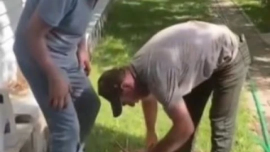 Yuvadan düşen yaralı leylek, tedavi altına alındı