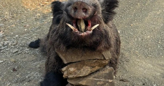 Elazığ'da avcılar 200 kiloluk domuz avladı