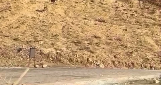 Elazığ'da nesli tükenme tehdidi altında olan dağ keçileri görüldü