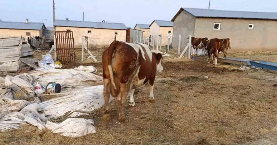 Elazığ'da şap hastalığı ve ölümler üreticiyi zorluyor