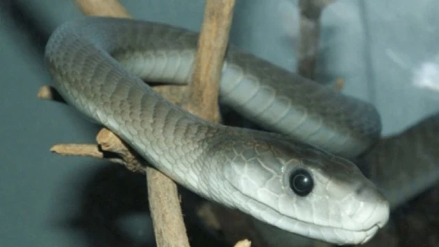 Dünyanın En Tehlikeli Hayvanları