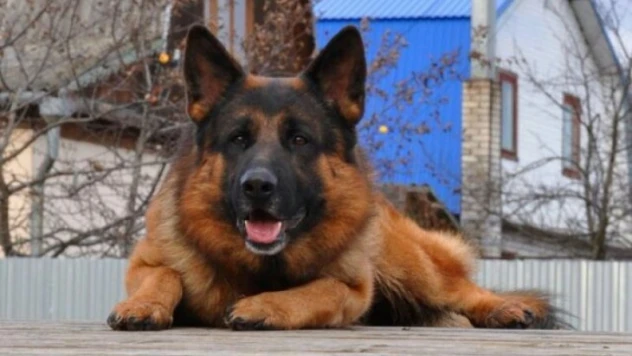 En Zeki Köpek Cinsleri