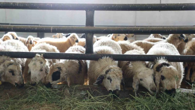 Devletten aldığı destekle küçükbaş hayvan çiftliği açtı