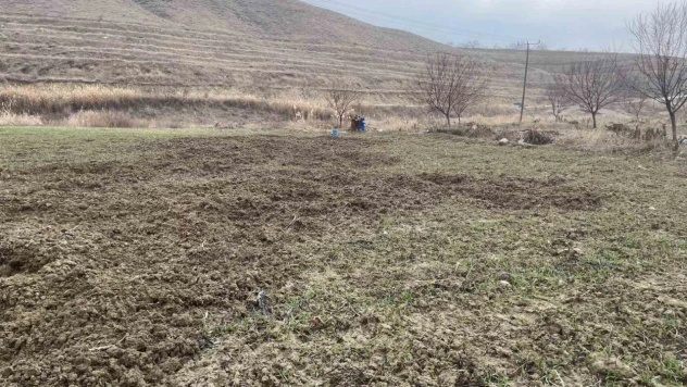 Elazığ'da domuzlar ekili 10 dönüm araziyi talan etti