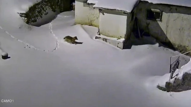 Elazığ'da evin çevresinde yiyecek arayan kurt kamerada