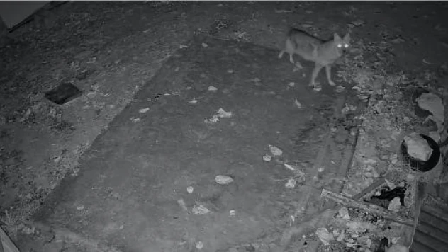 Elazığ'da evin etrafında yiyecek arayan çakal kamerada