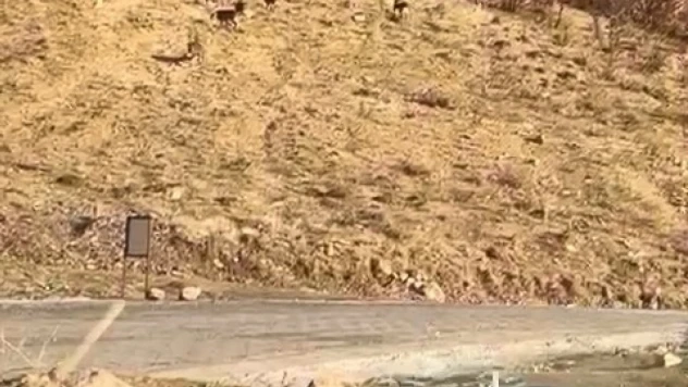 Elazığ'da nesli tükenme tehdidi altında olan dağ keçileri görüldü