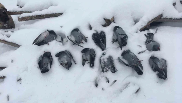 Elazığ'da onlarca güvercin donarak telef oldu