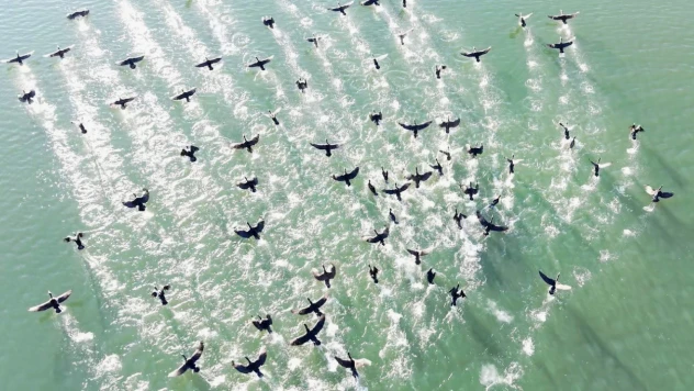 Elazığ'da soğuk havada doğanın sessiz misafirleri kara bataklar