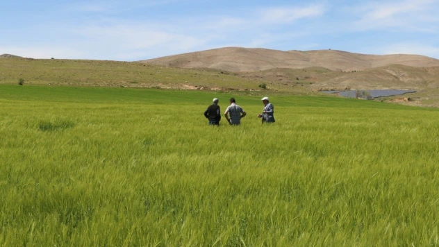 Elazığ'da süne sürvey çalışmaları başladı