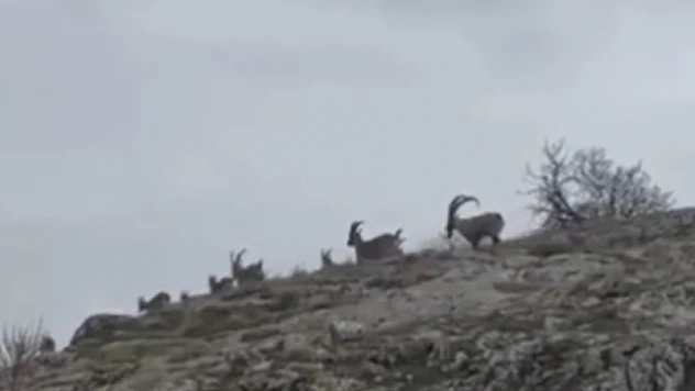 Elazığ'da yaban keçileri sürü halinde görüntülendi
