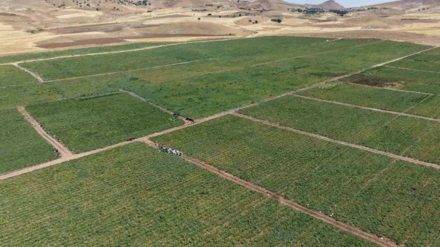 İki bin dönüme domates eken üretici: 'Dışarıda 25 liraya alacağınıza tarladan 8 liraya alın'