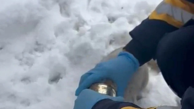 Kedinin başına sıkışan konserveyi sağlık ekipleri çıkardı