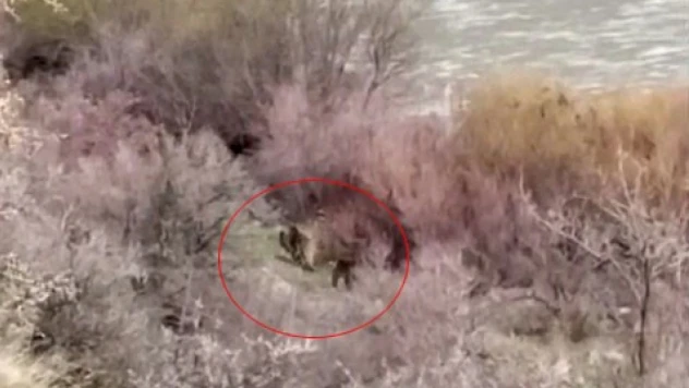 Palu'da balıkçının karşısına ayı ve yavrusu çıktı