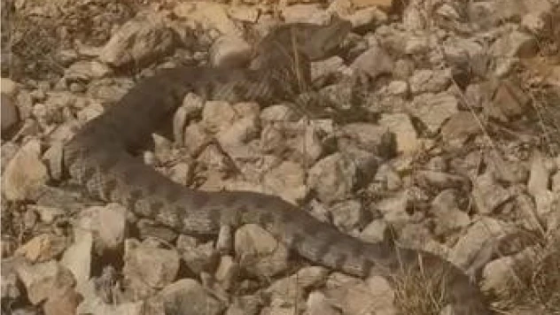 Tek ısırığı bir insanı öldürmeye yeten dev engerek yılanı görüntülendi