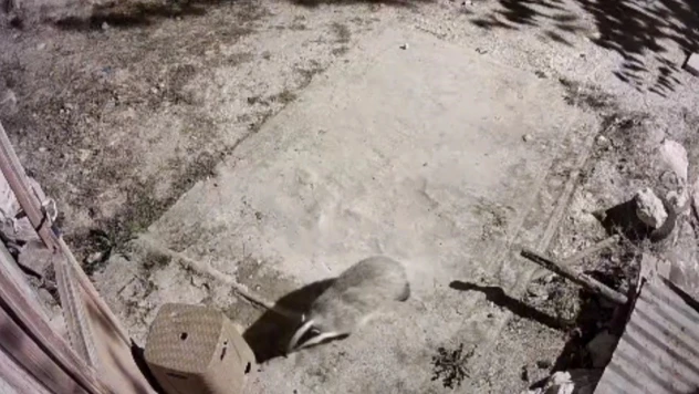 Türkiye'de nadir görülen bal porsuğu ile sansar kameralarında