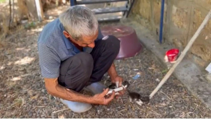 Annesiz kalan yavru kedileri şırınga ile besliyor