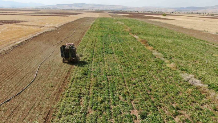 Elazığ'da 37 bin dönüm alanda pancar hasadı başladı