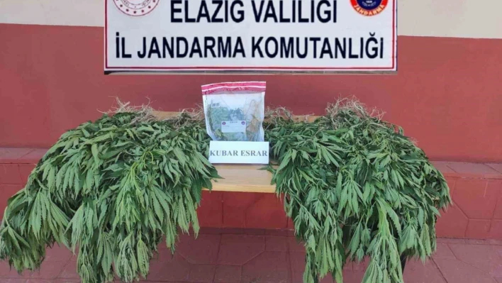 Elazığ'da 462 kök kenevir bitkisi ele geçirildi