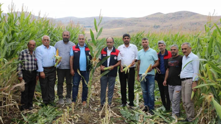Elazığ'da 98 bin ton silajlık mısır üretimi bekleniyor