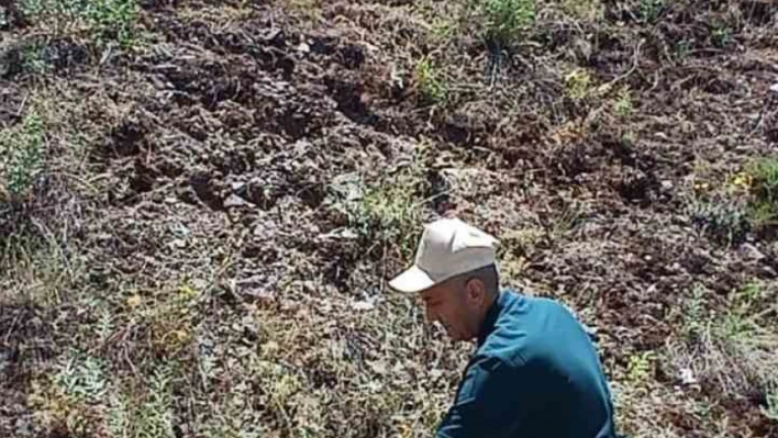 Elazığ'da ada çayı izleme çalışması yapıldı