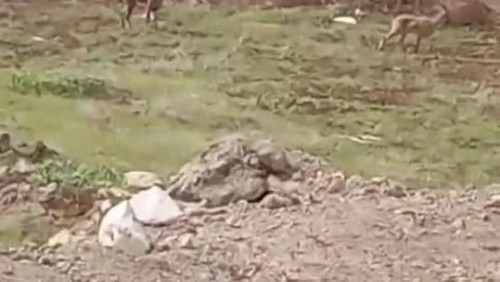 Elazığ'da dağ keçileri görüldü