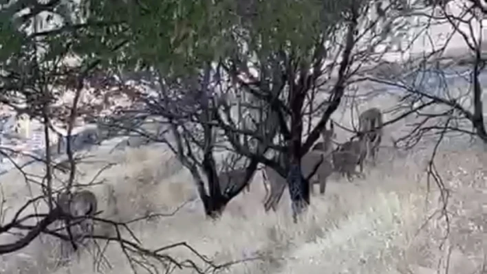 Elazığ'da dağ keçileri sürü halinde görüntülendi