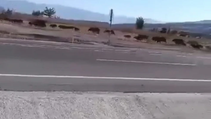 Elazığ'da domuz sürüsü görüntülendi