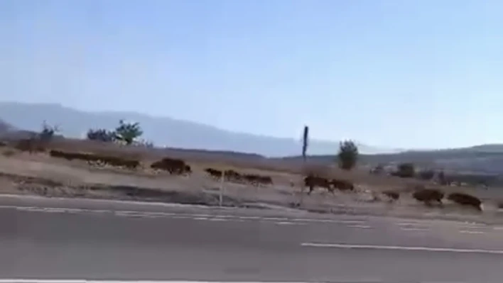 Elazığ'da domuz sürüsü görüntülendi