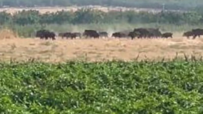 Elazığ'da domuz sürüsü görüntülendi