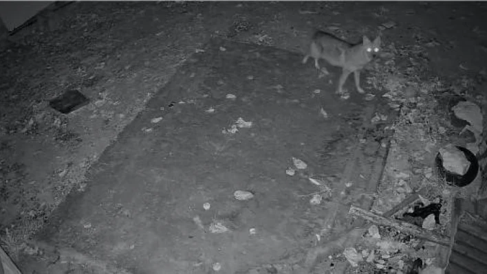 Elazığ'da evin etrafında yiyecek arayan çakal kamerada