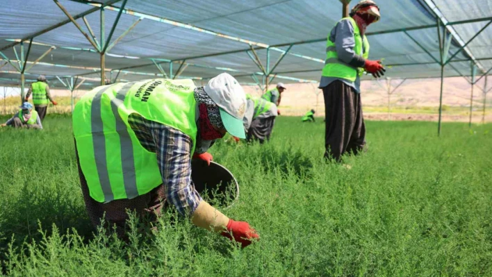 Elazığ'da fidanlar kadınların elinde yeşeriyor