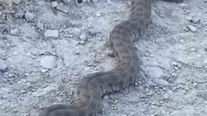 Elazığ'da görüntülenen yılan tedirgin etti