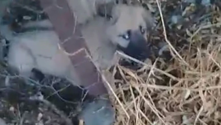Elazığ'da kafasını tel örgülere sıkıştıran yavru köpeği vatandaşlar kurtardı