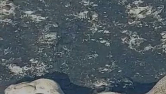 Elazığ'da karayoluna inen dev engerek korkuttu