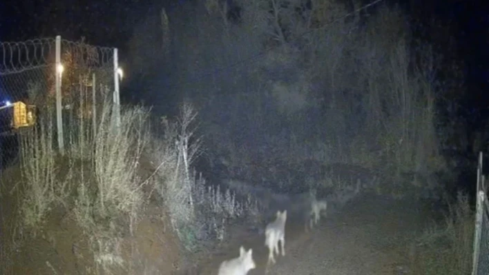 Elazığ'da kurtlar sürü halinde görüldü