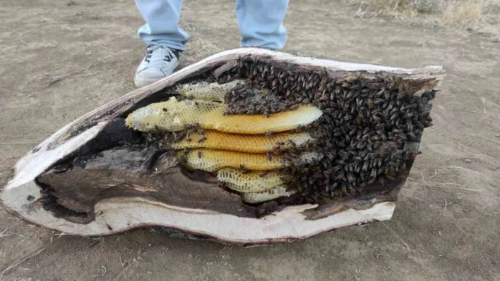 Elazığ'da mağara ve ağaç kovuğundan kilo kilo organik bal çıktı