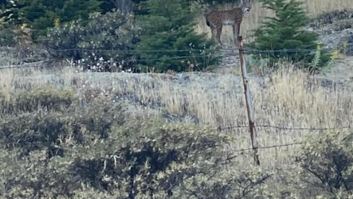 Elazığ'da nesli tükenmekte olan vaşak görüldü