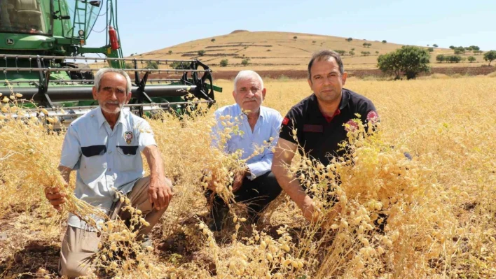 Elazığ'da nohut hasadı