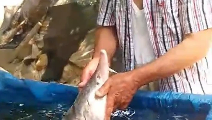 Elazığ'da oltaya takıldı, havyarı 2 milyon lira