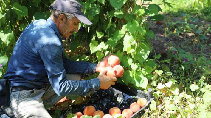 Elazığ'da şeftali hasadı devam ediyor