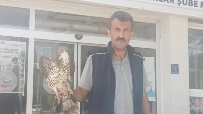 Elazığ'da yaralı şahin tedavi altına alındı