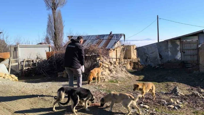 Elazığ Özel İdare ekipleri, sokak hayvanlarını unutmadı