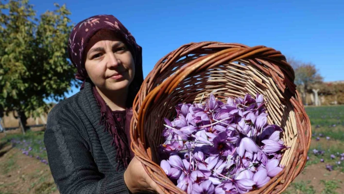 Kadın girişimcinin safran üretimi bölgeye örnek oldu: 300 bin liralık ürün gramla satılıyor