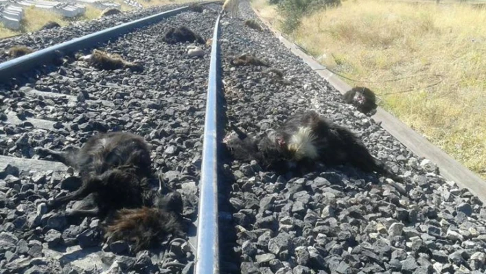 TREN ÇARPTI,72 KÜÇÜKBAŞ HAYVAN TELEF OLDU