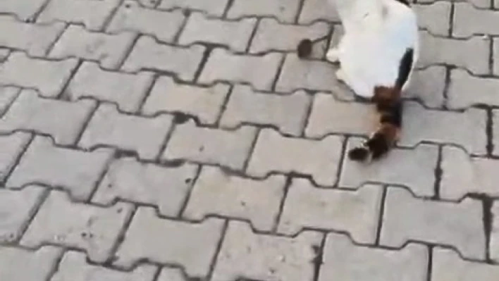 Kedinin fareyle oyunu kamerada