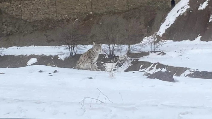 Kırmızı listedeki vaşak Elazığ'da görüldü