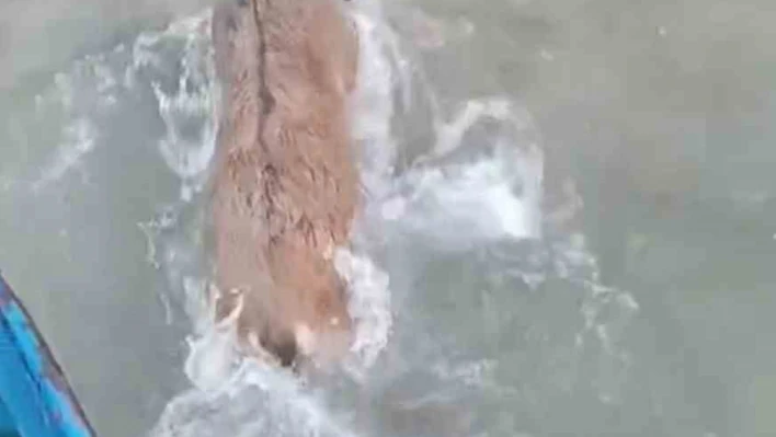 Kurtlardan kaçarken göle düşen dağ keçisini balıkçılar kurtardı