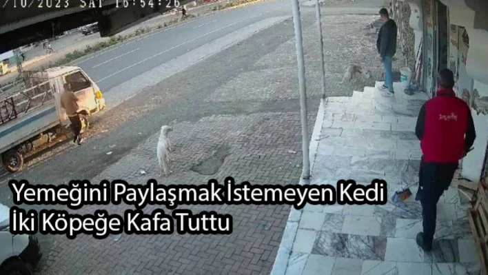 Yemeğini Paylaşmak İstemeyen Kedi İki Köpeğe Kafa Tuttu